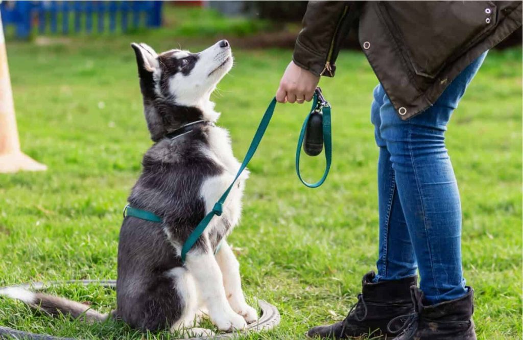 Dog Training Class