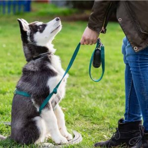 Dog Training Class