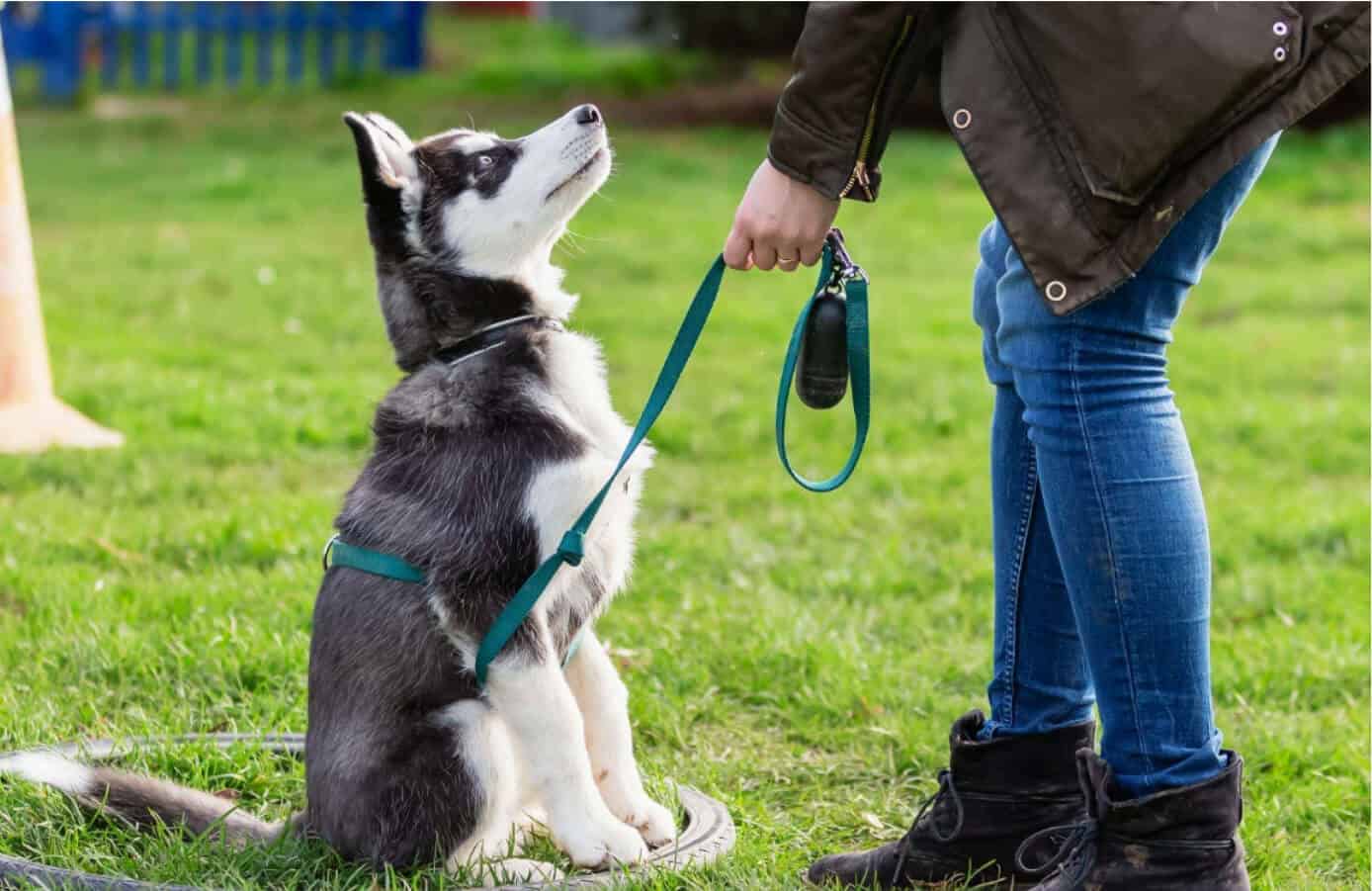 Dog Training Class